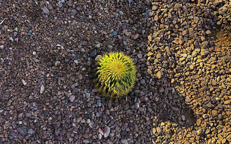 A single small cactus in rocks