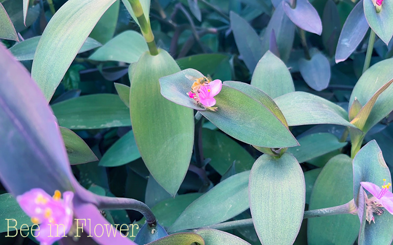 A bee pollinates one flower in a bush.