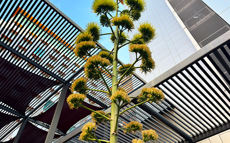 Plant outside of Cronkite school dormitories